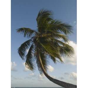 Single Palm Tree Bending above Tropical Horizon, Ambergris Caye 