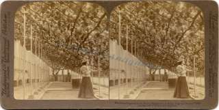 1897 Hampton Ct Palace World Oldest Grapevine Planted 1768 Real Photo 
