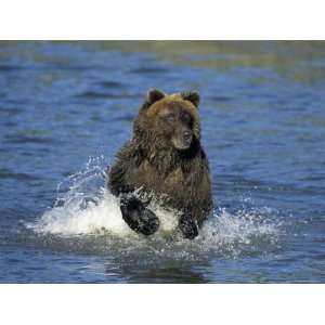 Brown Bear, (Ursus Arctos), Lake Clark National Park, Alaska, USA 