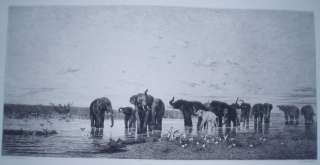 Charles Emile de Tournemine Elephants DAfrique  