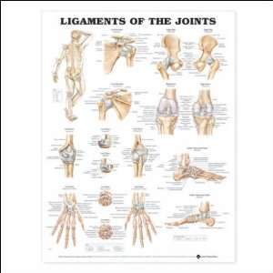  Ligaments of the Joints Anatomical Chart 20 X 26 