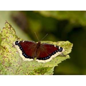  Mourning Cloak (Camberwell Beauty) (Nymphalis Antiopa 