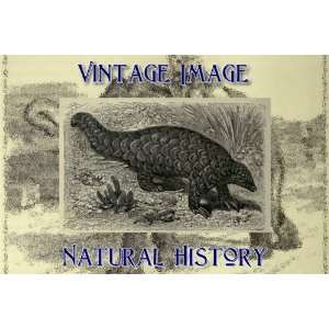   Magnet Vintage Natural History Image Indian Pangolin