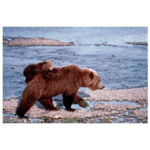 Brown Bear Carrying Cub in Alaska Giclee Poster Print, 56x38
