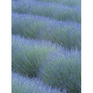  Pattern in Rows of Lavender, Avignon De Provence, France 