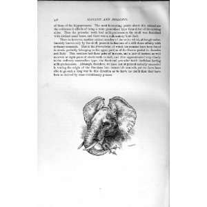   NATURAL HISTORY 1894 ELEPHANT HEAD TRUNK ANIMAL PRINT