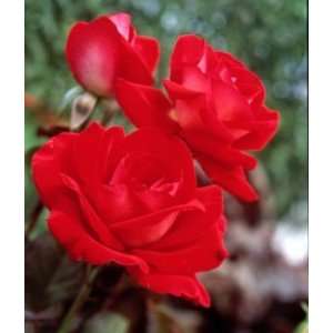  Ronald Reagan Rose (Rosa Hybrid Tea)   Bare Root Rose 