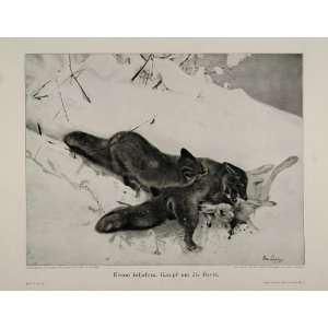  1912 Fox Dead Rabbit Snow Bruno Liljefors Engraving 