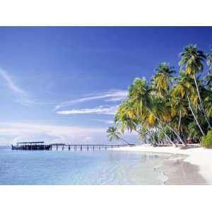  Tropical Beach and Palm Trees, Maldives, Indian Ocean 
