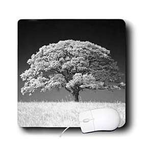  Florene Black and White   Large Oak Tree and Grass in B 