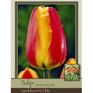    Tulip Darwin Hybrid Apeldoorns Elite Patio, Lawn & Garden