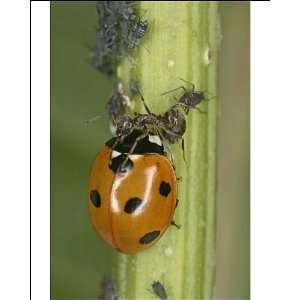 Black Garden Ant   protecting aphids from 7 spot Ladybird Photographic 