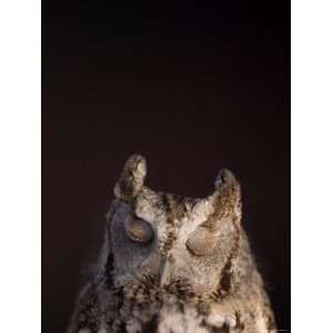 Captive, Endangered Eastern Screech Owl at a Raptor Recovery Center 