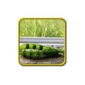  1 Oz   Garden Pea Seeds   Green Arrow Bulk Vegetable 