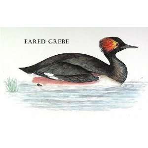  Birds Eared Grebe Sheet of 21 Personalised Glossy Stickers 