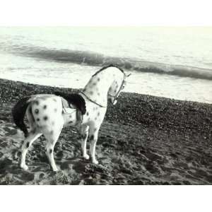  Carousel Horse on the Beach Near the Sea Photographic 