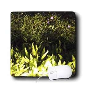  Florene Plants   Ferns and Purple Flowers   Mouse Pads 