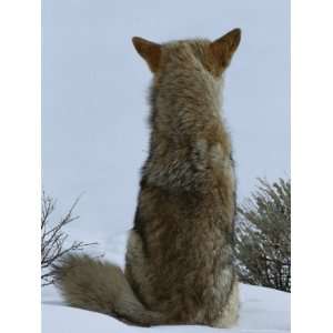  A Coyote Sitting in the Snow Looking out over a White 