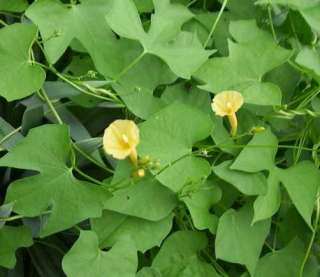 NEW* SEEDS~Ipomoea hederifolia var. Lutea or YELLOW MORNING GLORY 