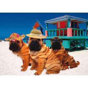  BIRTHDAY W/ WRINKLE DOGS ON BEACH