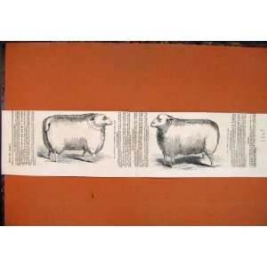  Leicester Sheep Stone Ram Pawlett Old Print 1843