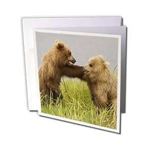  Bears   Brown (Grizzly) Bear cubs fighting.(Ursus arctos horribilis 