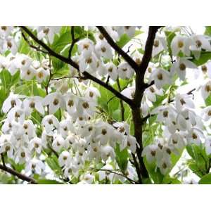  1 Japanese Snowbell 1 2 foot Bareroot tree Patio, Lawn 