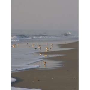 Group of Piping Plovers Look for Food on the Beach at Sunrise 