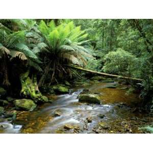 com Nelson Creek, Franklin Gordon Wild Rivers National Park, Tasmania 