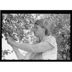 Photo Migrant cherry picker, Berrien County, Michigan 1940  