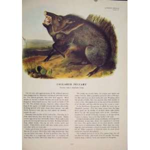 Collared Peccary Warthog Bush Pig Animal Color Print 