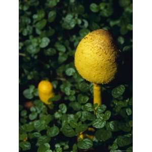  Yellow Fungi Growing Through Deep Green Baby Tears Ground 