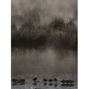  Wading Marsh Birds in Early Morning Fog, Grand Teton 