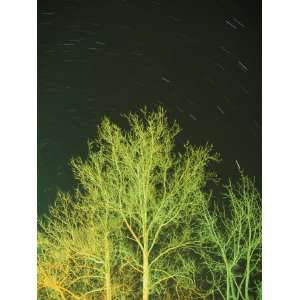  Star Trails Light up the Sky over a Tree Photographic 