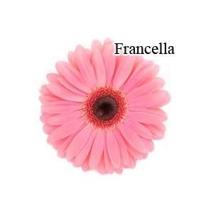  Francella Pink Gerbera Daisies   72 Stems Arts, Crafts & Sewing
