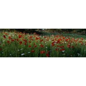 View of Wildflowers, Ncdot Wildflower Program, Swain County, North 