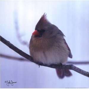  Female Cardinal John Jones. 12.00 inches by 12.00 inches 