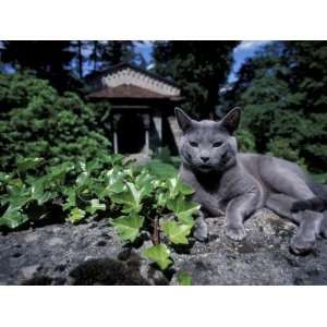 Russian Blue Cat Sunning on Stone Wall in Garden, Italy Premium Poster 