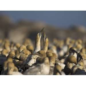  Gannets, Morus Capensis, Courtship Display in Gannet Colony at Bird 