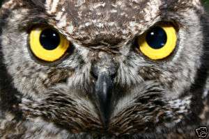 Owl Empowerment Reiki Attunement  