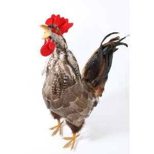  Lifesize Artificial Barn Yard Crowing Rooster with Real 