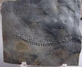 Slab of Cruziana / Paleozoic Trilobite Tracks  