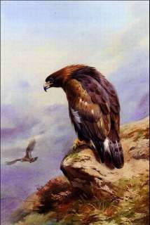 Golden Eagle Archibald Thorburn oil painting repro  