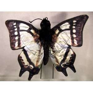  Large Swallowtail Butterfly Puppet with Ten Inch Wingspan 