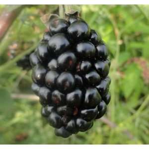  Black Diamond Blackberry Seed Pack Patio, Lawn & Garden