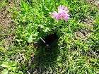 Cocoa Mint Rose Scented Geranium Potted Plant