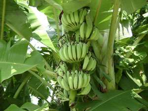 Bulb Musa ABB group Kluai Nam Wa Naun Jun Banana Plant  