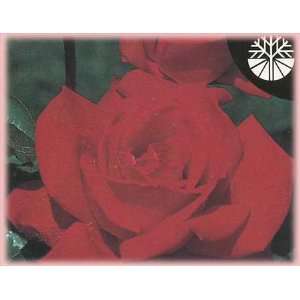  Royal William (Rosa Hybrid Tea)   Bare Root Rose Patio 