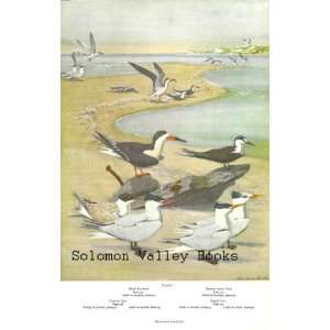   Double Sided 1955 Colour Plate, (American Birds)Black Skimmer, Terns