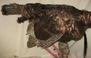   LIFE SIZE TURKEY REAL STUFFED ON BRANCH WALL MOUNT TAXIDERMIED HUNTING